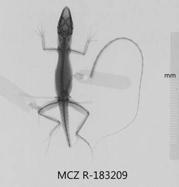 Media type: image;   Herpetology R-183209 Aspect: dorsoventral x-ray